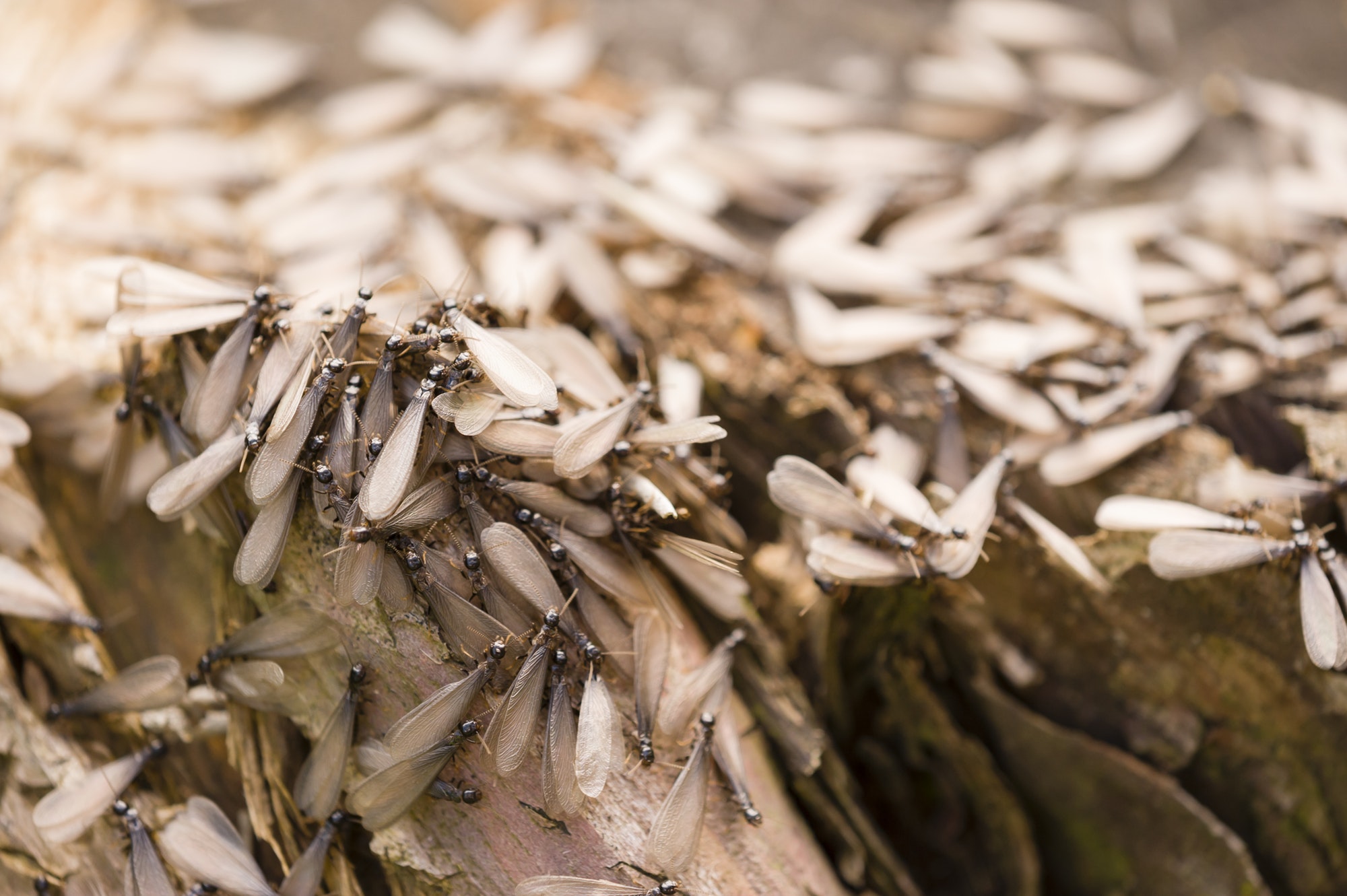 Winged individuals of termite