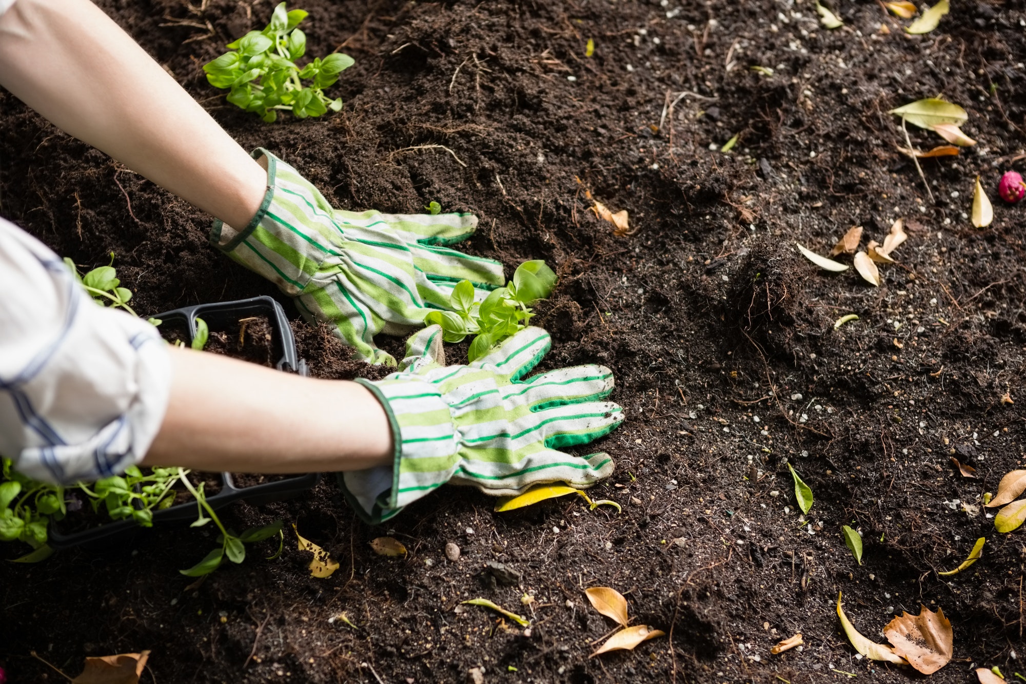 Woman planting young plant into the soil