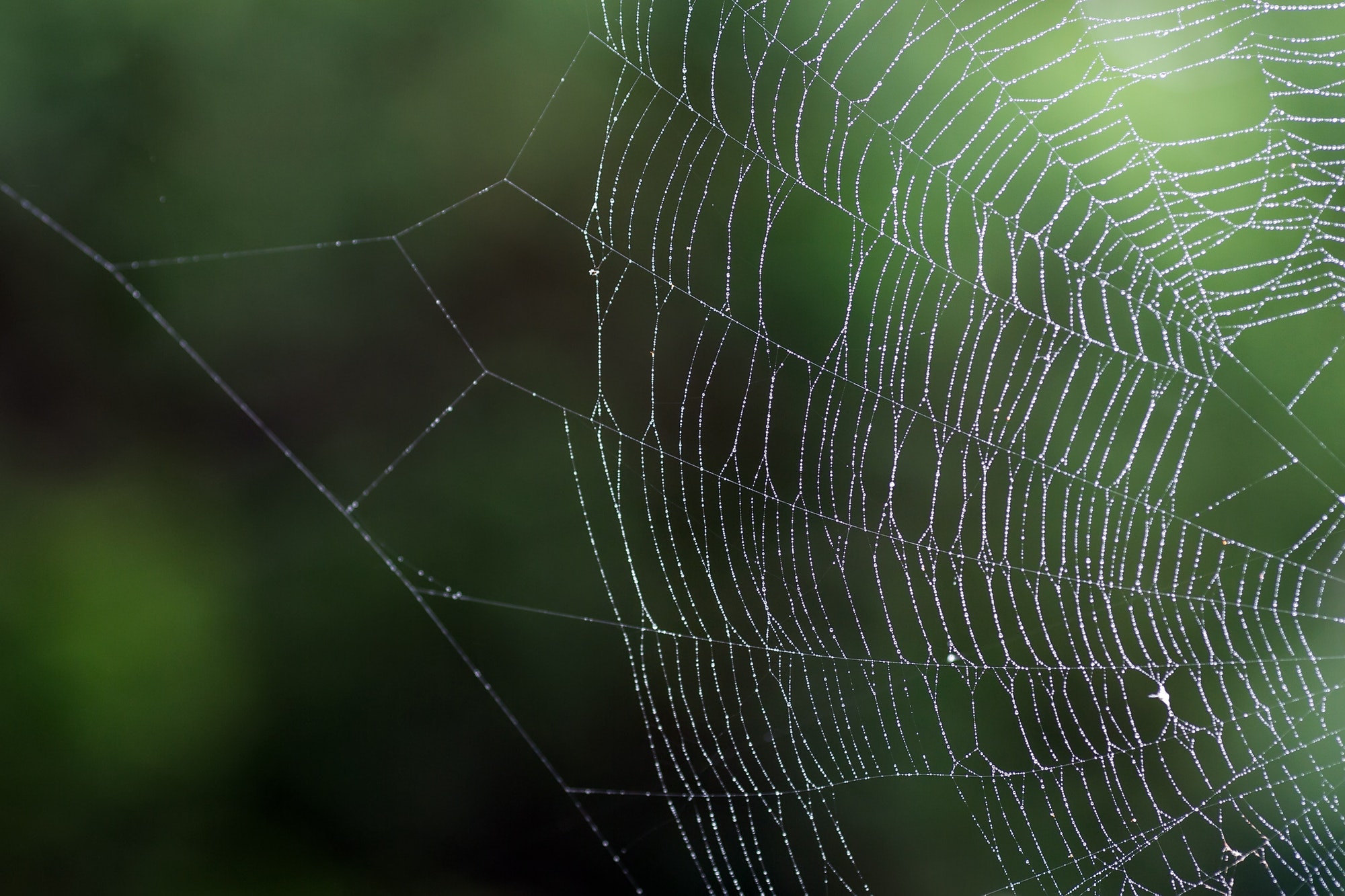 Spider's web